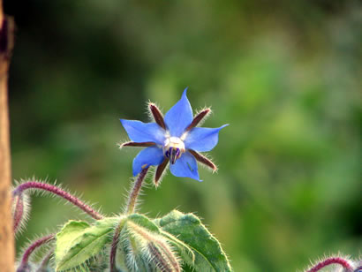 borago officinalis bourrache
