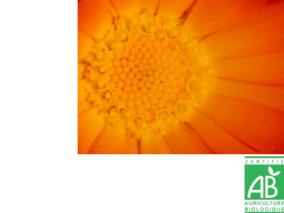 calendula officinalis soucis