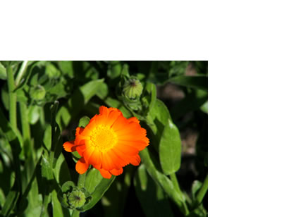 calendula officinalis soucis