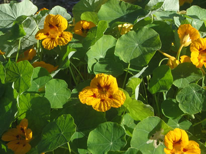 tropaeolum majus capucine